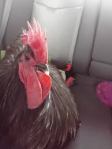 rooster in back seat of car