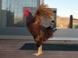 rooster on deck